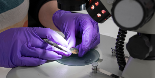 Conservationist examining found coin under a microscope. 