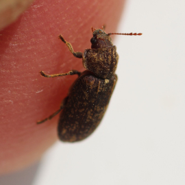 A deathwatch beetle on a human finger tip. 