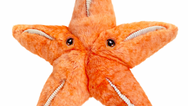 A cuddly starfish purchasable from our gift shop.  