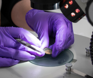 Conservationist examining found coin under a microscope. 